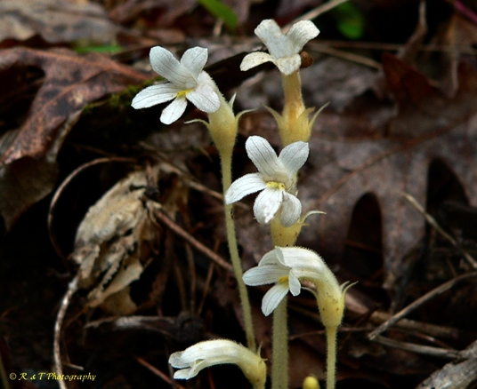 {Aphyllon uniflorum}